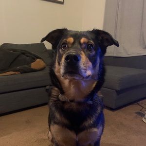 Meet your Posher, Braxton